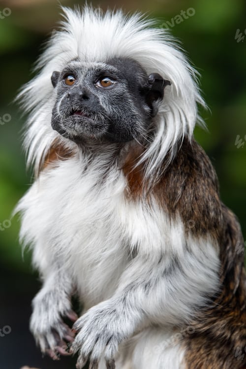 Preview: Vertical shot of a rare cotton top tamarin monkey on a wildlife preserve