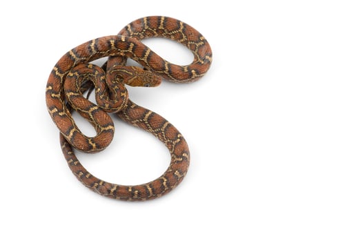 Preview: The yellow red rat snake isolated on white background