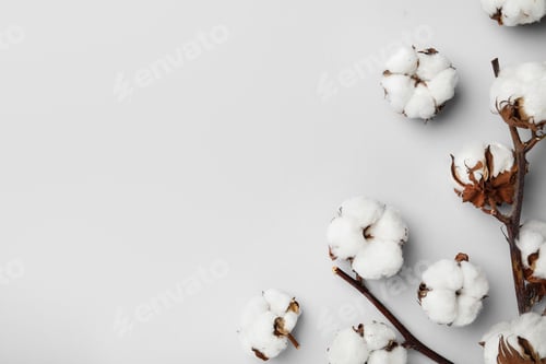 Preview: Flat lay composition with cotton flowers on light grey background. Space for text