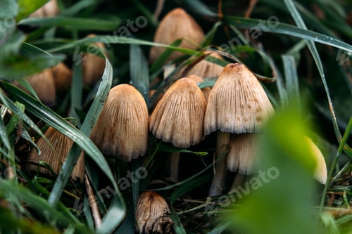 Preview: Close-up of mushrooms surrounded by green grass. Highlighting fungi's role in nutrient cycling