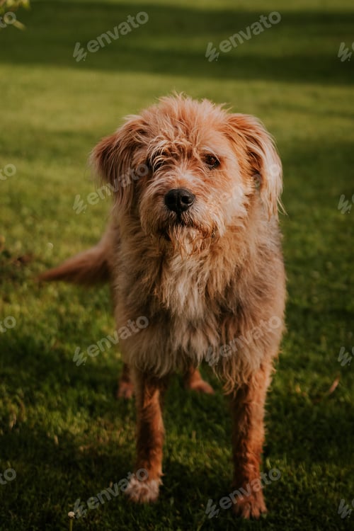 Preview: Cute furry dog playing in the yard in summer