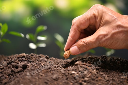Preview: Seed and young plants