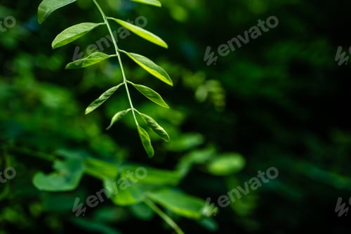 Preview: Dark green foliage of green leaves in rainforest. Floral background