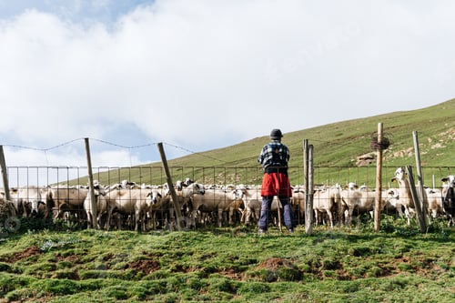 Preview: Unrecognizable man standing near enclosure with sheep