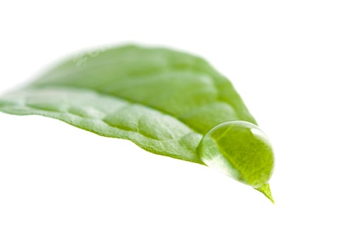 Preview: Leaf and Water Droplet on White Background