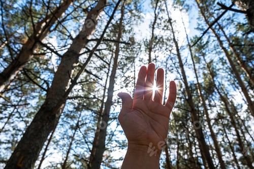 Preview: Hand reaching towards sunlight amidst tall trees in forest.