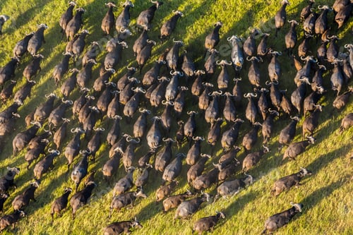 Preview: Aerial view of large herd of African Buffalo in lush delta.