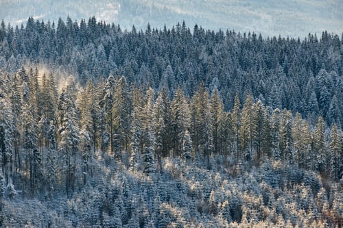 Preview: Pine trees covered with fresh fallen snow in winter mountain forest on cold bright day.