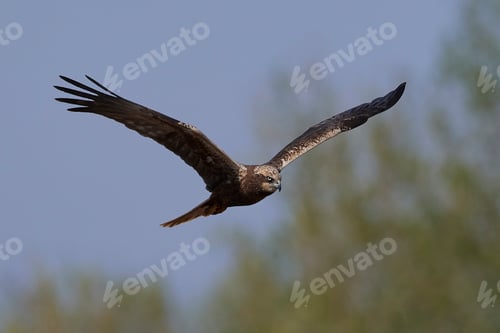 Preview: Western marsh harrier (Circus aeruginosus)