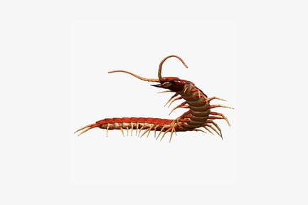 Preview: Lateral view of north american centipede