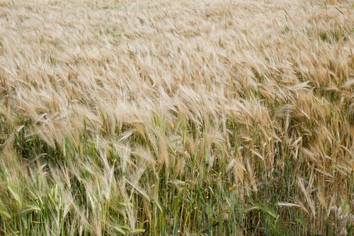 Preview: Cereal fields before harvesting. Wheat field.
