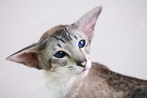 Preview: adorable siamese cat kitten with blue eyes