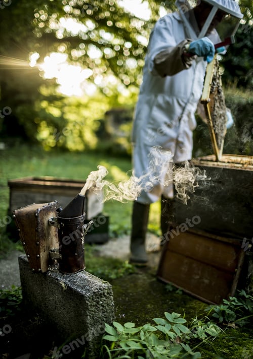 Preview: Beekeeper wearing a veil lifts a tray covered in honeybees out of a beehive.
