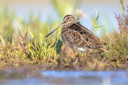 Preview: Common snipe wader bird in marshland vegetation
