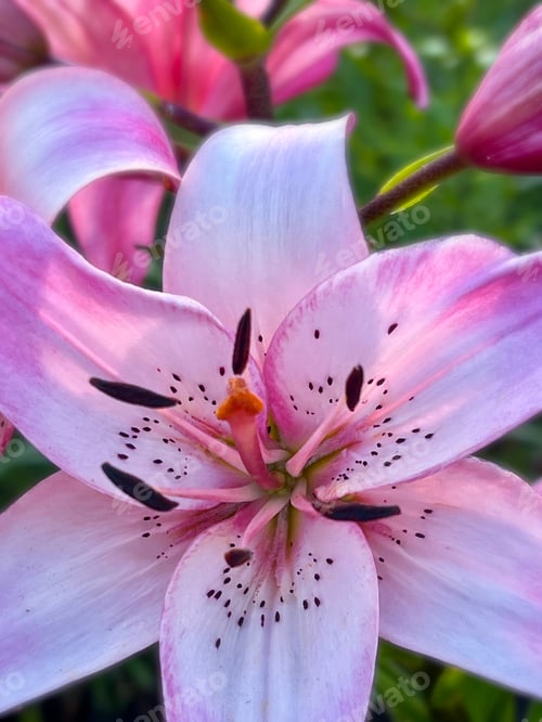 Preview: Flowers