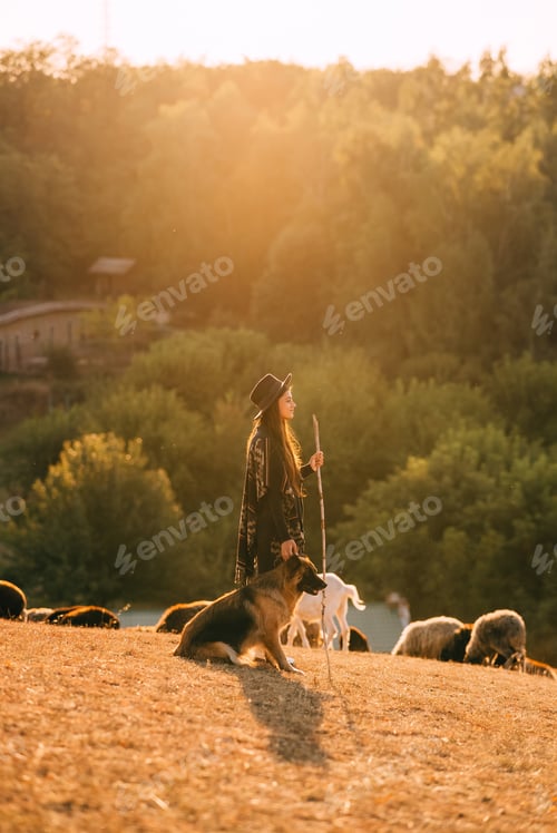 Preview: Female shepherd with a dog grazes a flock on the lawn