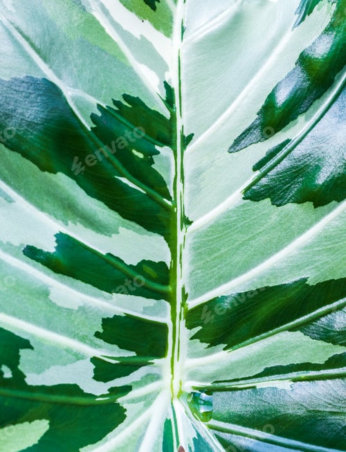 Preview: Green leaf texture. Leaf texture background