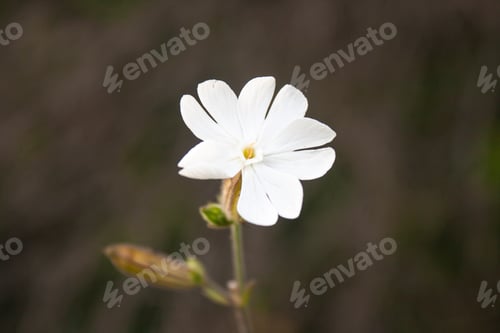 Preview: Silene latifolia subsp. alba (formerly Melandrium album), white campion is a dioecious flowering pla
