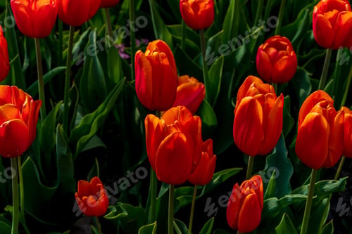 Preview: Orange Tulips Netherlands