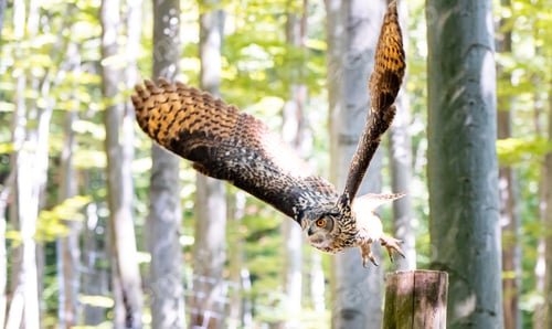 Preview: Eurasian Eagle Owl Bubo Bubo preparing for a flight spreading wings