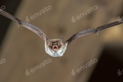 Preview: Flying Natterers bat