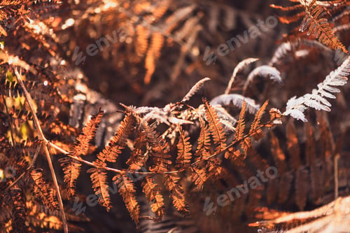 Preview: Golden Autumn Foliage with a Soft Blur Creating a Dreamy Nature Background