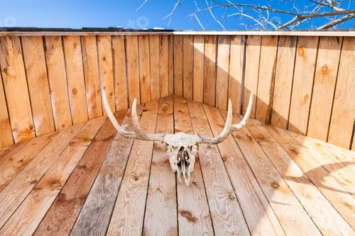 Preview: bottom view of skull of moose on country house