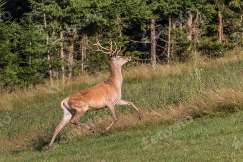 Preview: Carpathian deer in natural habitat