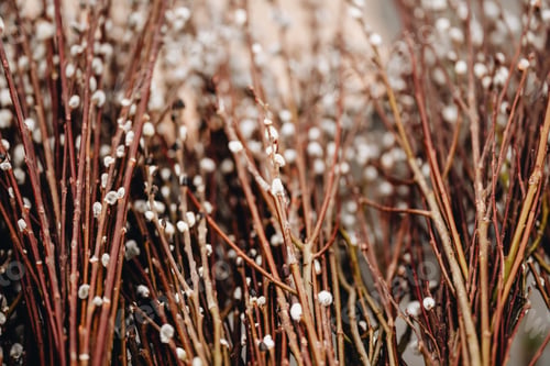 Preview: willow