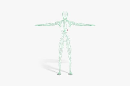 Preview: Linear skeletal form with central red markers