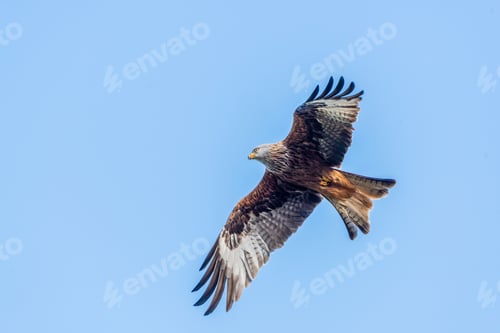 Preview: Majestic hawk soaring with its wings wide opened on background of the clear blue sky