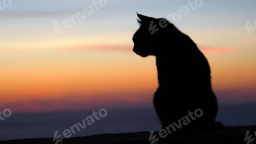 Vista previa: Closeup of a cat on a beach during the sunset