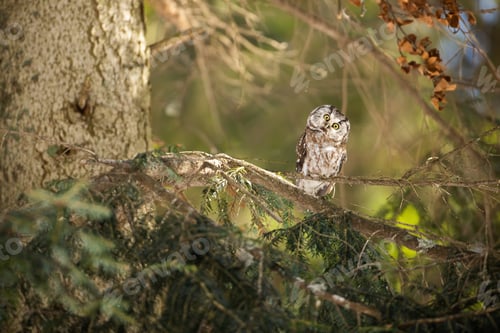 Preview: Curious boreal owl sitting on a branch and looking into camera in forest