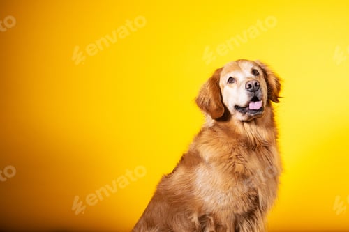 Preview: Portrait of golden retriever dog with yellow background
