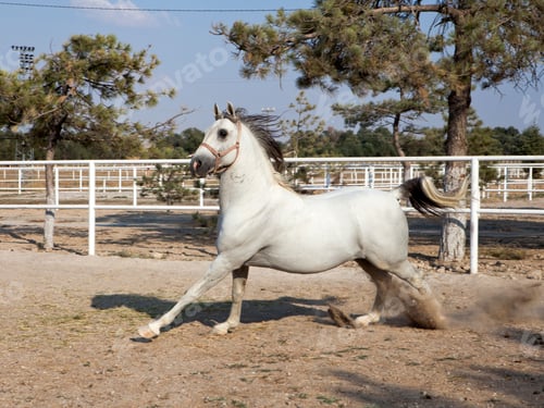 Preview: arabian, horse, mare, stallion, riding