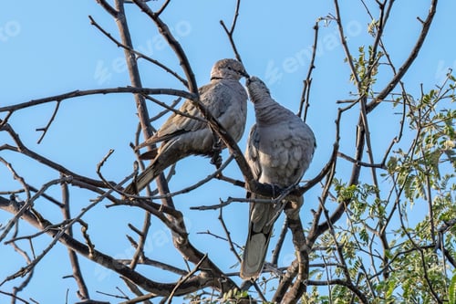 Preview: Affectionate doves on tree branches.