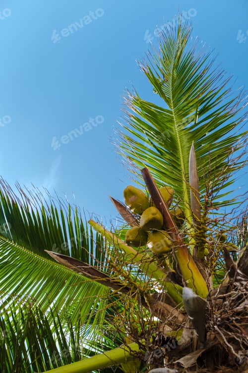 Preview: Anse Patates beach, La Digue Island, Seyshelles, white beach with blue ocean and palm trees