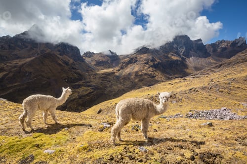 Preview: Alpaca