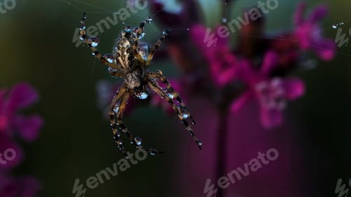 Preview: Close up view of beautiful early morning dew on spider web and a small insect. Creative. Spider webs