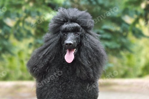 Preview: poodle, dog, puppy, pets, dogs