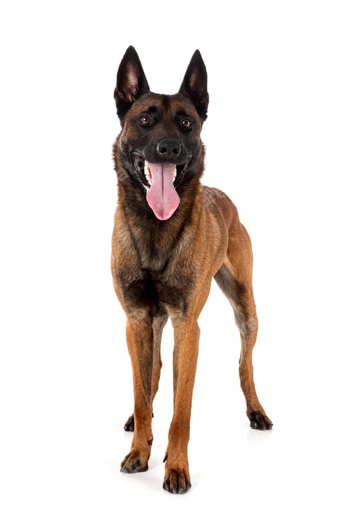 Preview: malinois in studio