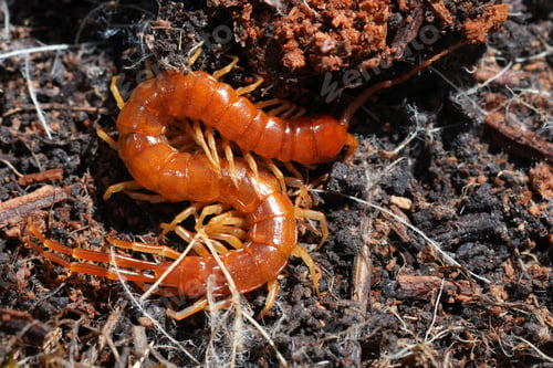 Preview: Closeup on an Orange blind millipedes, Scolopocryptops spinicaudus in Northern Oregon, USA