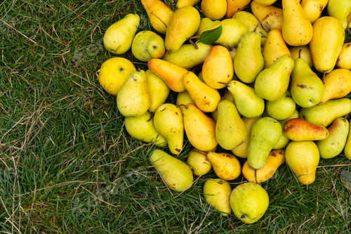 Preview: Yellow pears background. Freshly harvested yellow pears.
