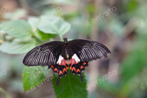 Preview: Scarlet Mormon butterfly Papilio rumanzovia on green leaves
