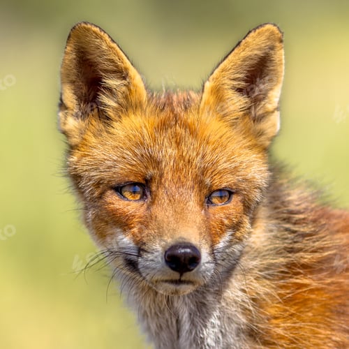 Preview: Red Fox portrait