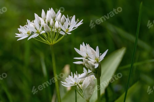 Preview: Wild garlic blossom