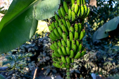 Preview: Big bunch of green banana hanging from the banana plant.