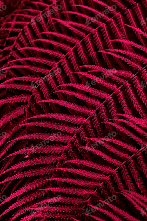 Preview: Viva Magenta beautiful view of fern plant in monochrome color.