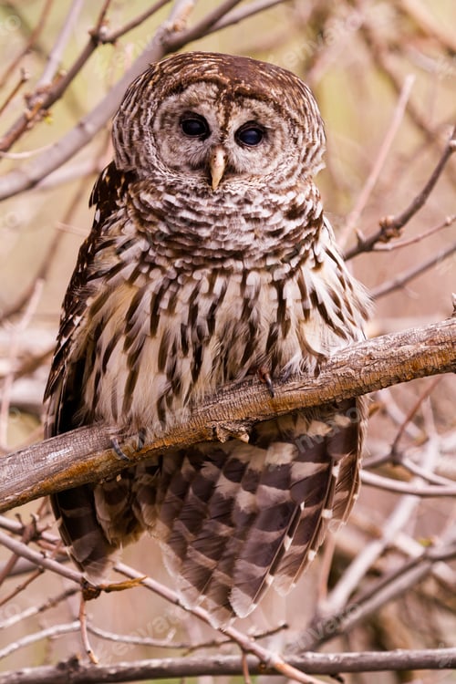 Preview: Barred Owl