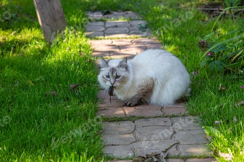 Preview: neva masquerade cat with a mouse in its mouth